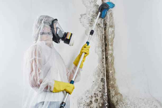 Best Mold Remediation for Healthcare Facilities  in Hayward, WI