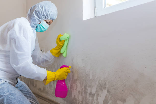 Best Residential Mold Inspection & Testing  in Hayward, WI