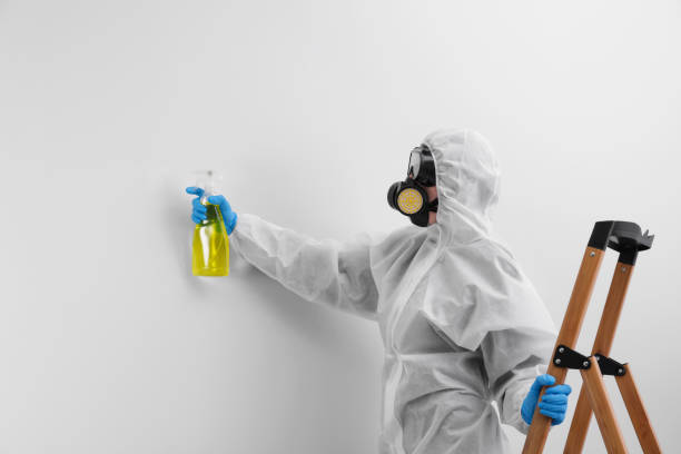 Best Mold Damage Restoration  in Hayward, WI